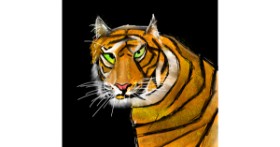 Drawing of Tiger by Rash