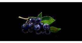 Drawing of Blueberry by Chaching