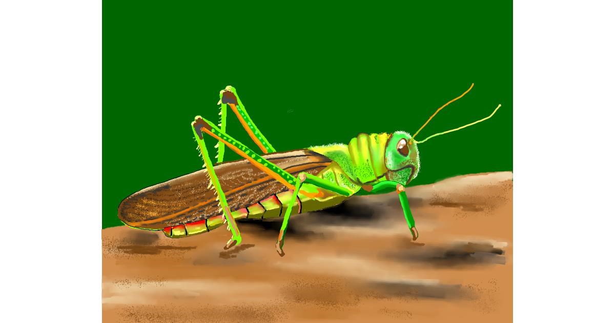 Drawing of Grasshopper by Cec