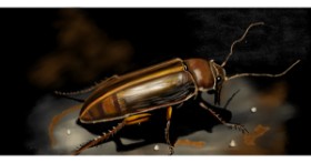 Drawing of Cockroach by Çhåching