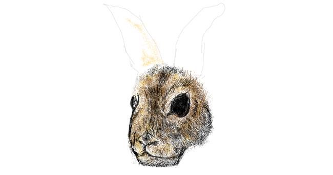 Drawing of Rabbit by Dettale