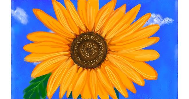 Drawing of Sunflower by Tim