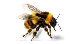 Drawing of Bumblebee by Annie