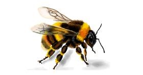 Drawing of Bumblebee by Annie