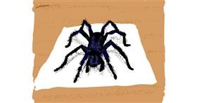 Drawing of Spider by Cherri