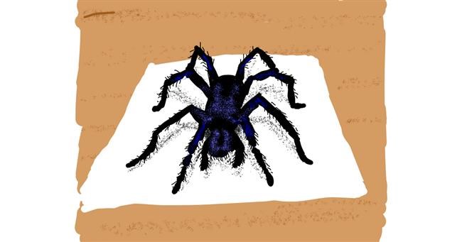 Drawing of Spider by Cherri