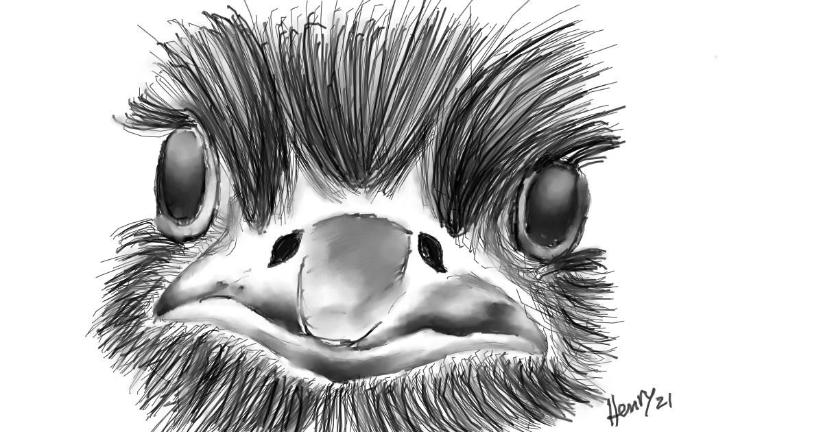 Drawing of Ostrich by Wizard