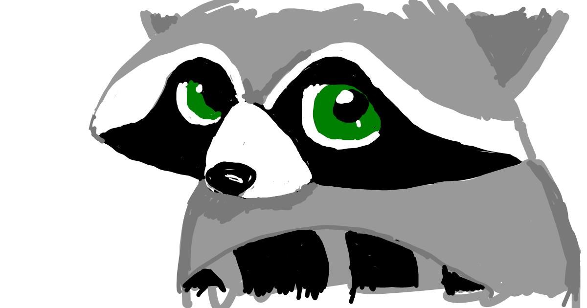 Drawing of Raccoon by Mercy