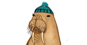 Drawing of Walrus by Cookie