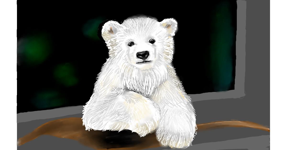 Drawing of Polar Bear by Tim