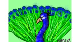 Drawing of Peacock by Vanilla<3