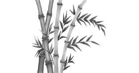 Drawing of Bamboo by Um