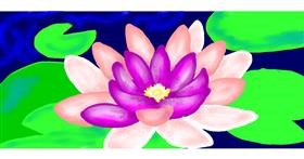 Drawing of Water lily by Kim