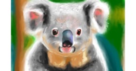 Drawing of Koala by Herbert
