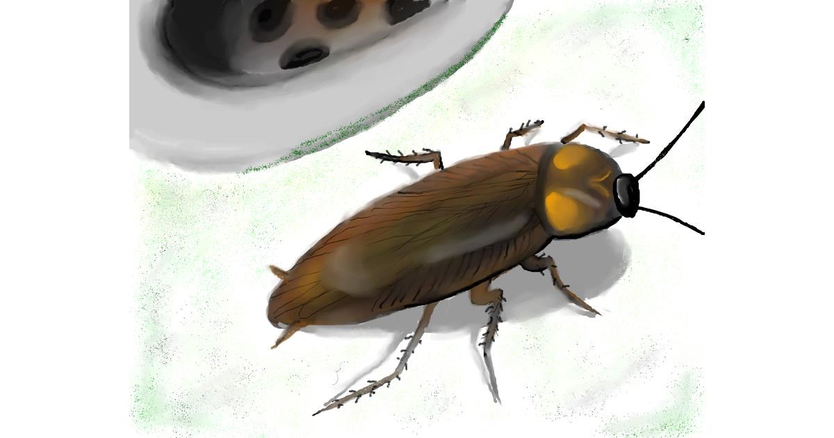 Drawing of Cockroach by Zi