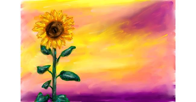 Drawing of Sunflower by Mia