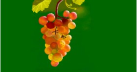 Drawing of Grapes by shiNIN