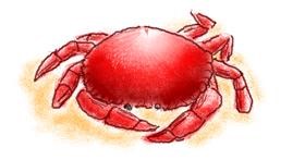 Drawing of Crab by WindPhoenix