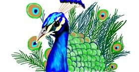 Drawing of Peacock by Tim