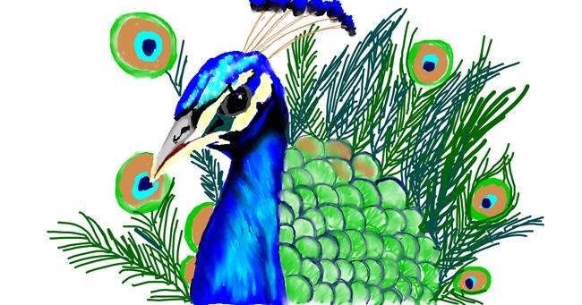 Drawing of Peacock by Tim