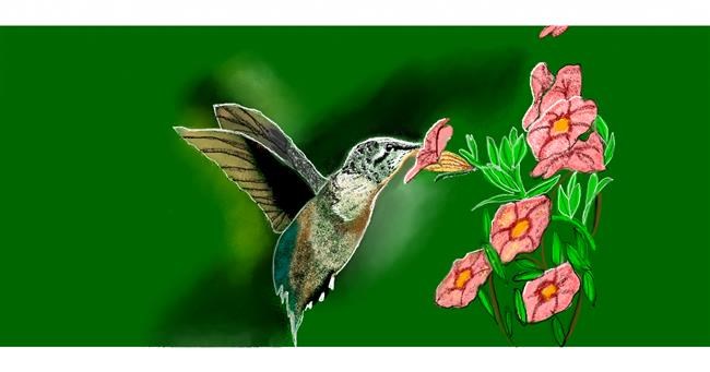Drawing of Hummingbird by Chaching