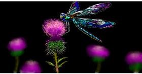 Drawing of Dragonfly by Eclat de Lune