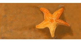Drawing of Starfish by Rahi