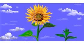 Drawing of Sunflower by shiNIN
