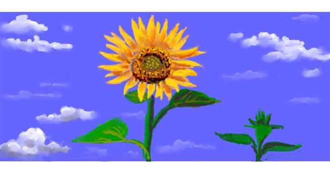 Drawing of Sunflower by shiNIN