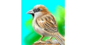 Drawing of Sparrow by ⋆su⋆vinci彡