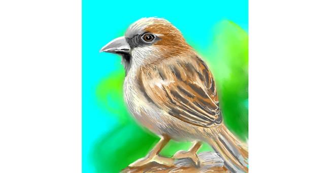 Drawing of Sparrow by ⋆su⋆vinci彡
