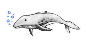 Drawing of Whale by hahah