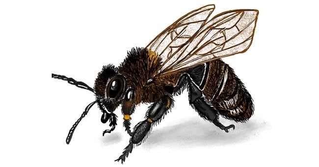 Drawing of Bee by Jan