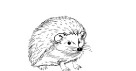 Drawing of Hedgehog by QueenofGreen