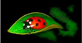 Drawing of Ladybug by shiNIN