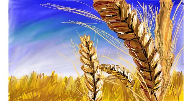 Drawing of Wheat by Mia