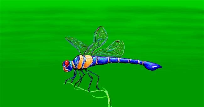 Drawing of Dragonfly by Sam