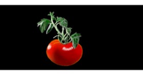 Drawing of Tomato by Çhåching