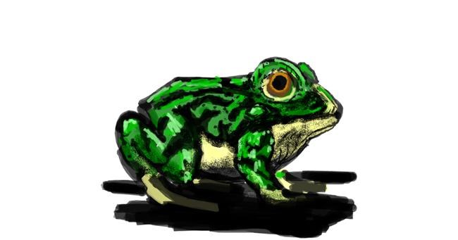 Drawing of Frog by Dettale