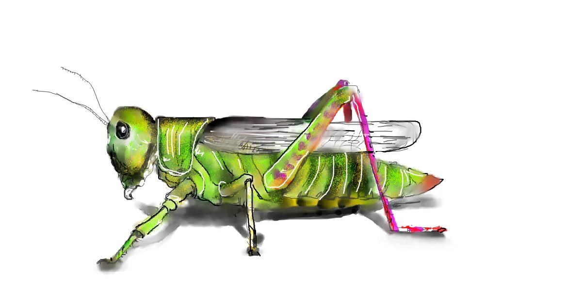 Watch Mandy Boggs Draw Grasshopper
