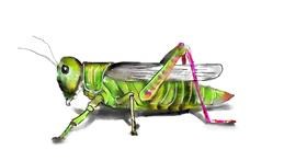 Drawing of Grasshopper by Mandy Boggs