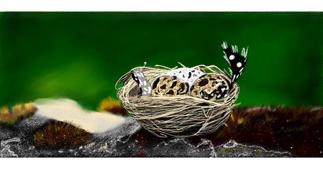 Drawing of Nest by Chaching