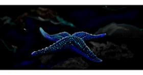 Drawing of Starfish by Çhåching
