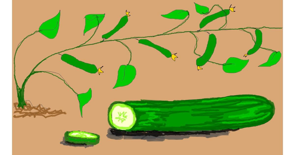 Drawing of Cucumber by Lolo