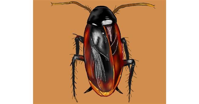 Drawing of Cockroach by Cec