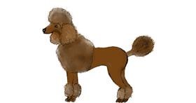 Drawing of Poodle by Maggy
