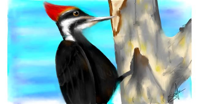Drawing of Woodpecker by Sophie_draw24