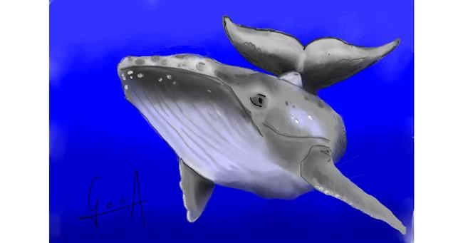 Drawing of Whale by Bibattole