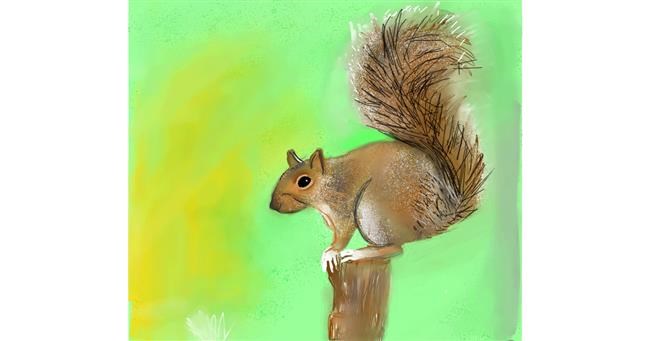Drawing of Squirrel by Emit