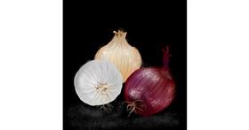 Drawing of Onion by Eclat de Lune
